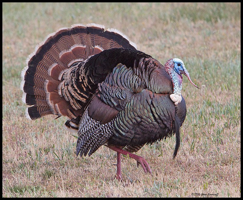 _4SB3389 wild turkey.jpg